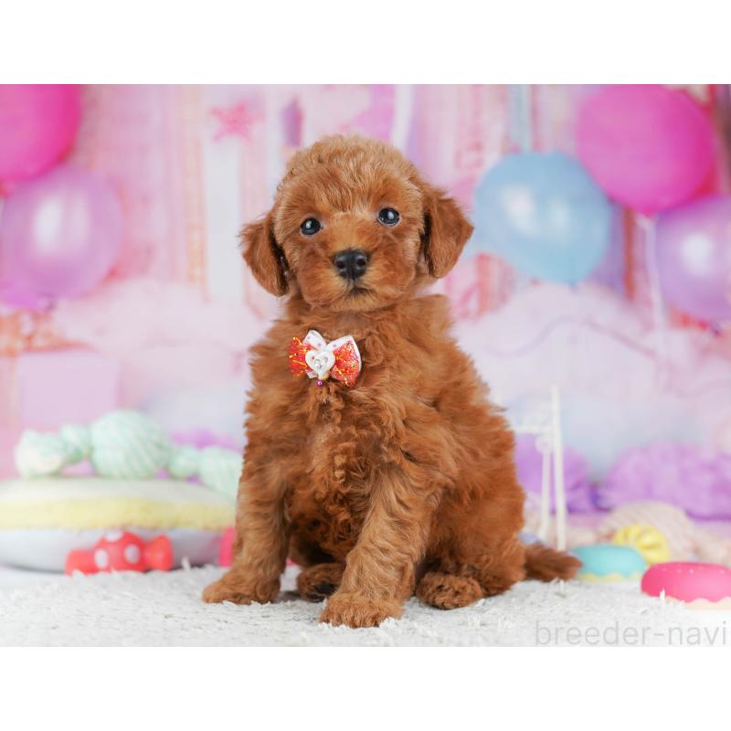 販売中の千葉県のトイプードル-431406の3枚目