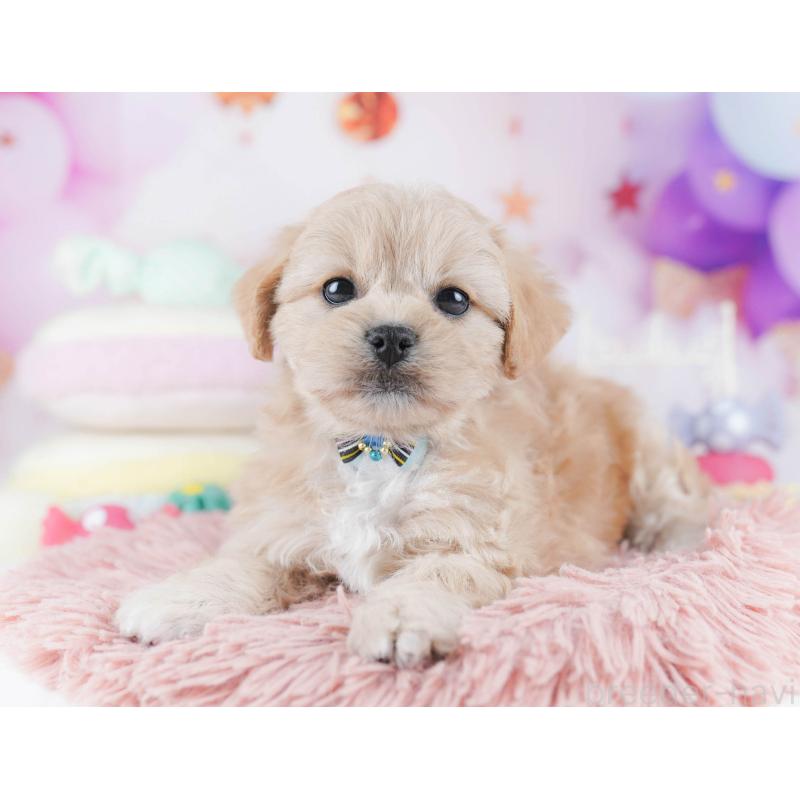 販売中の千葉県のミックス犬-431389の11枚目