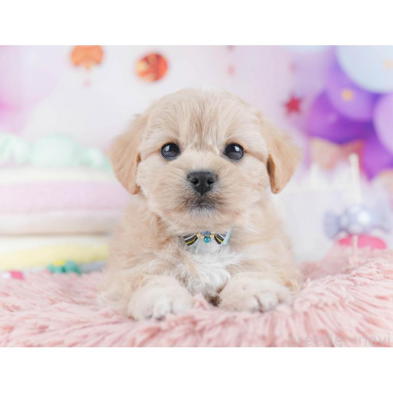 販売中の千葉県のミックス犬-431389の10枚目