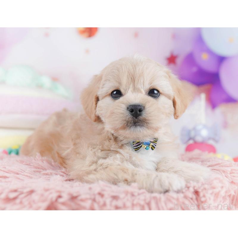 販売中の千葉県のミックス犬-431389の9枚目