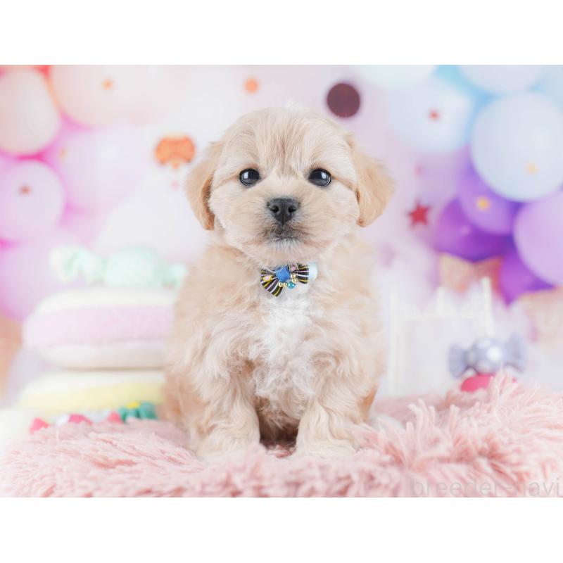 販売中の千葉県のミックス犬-431389の8枚目