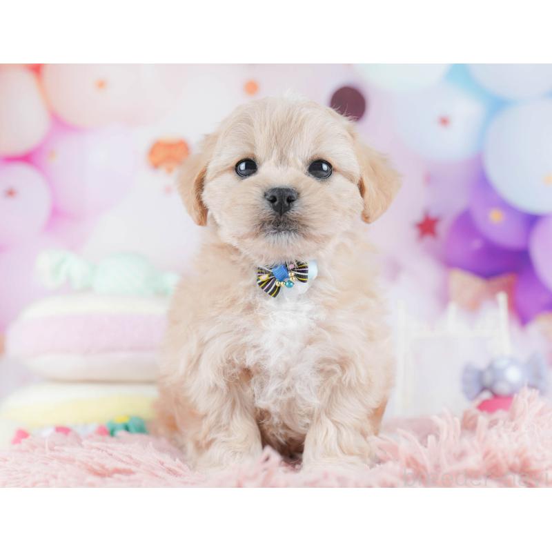 販売中の千葉県のミックス犬-431389の7枚目