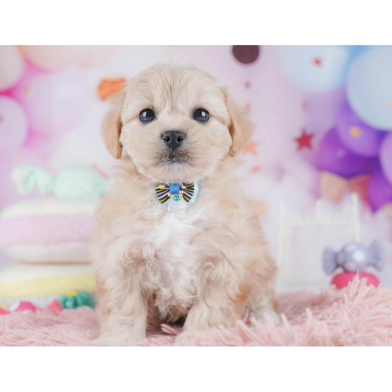 販売中の千葉県のミックス犬-431389の6枚目