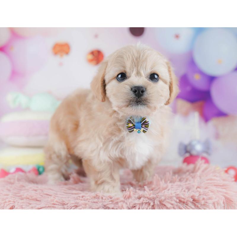 販売中の千葉県のミックス犬-431389の5枚目