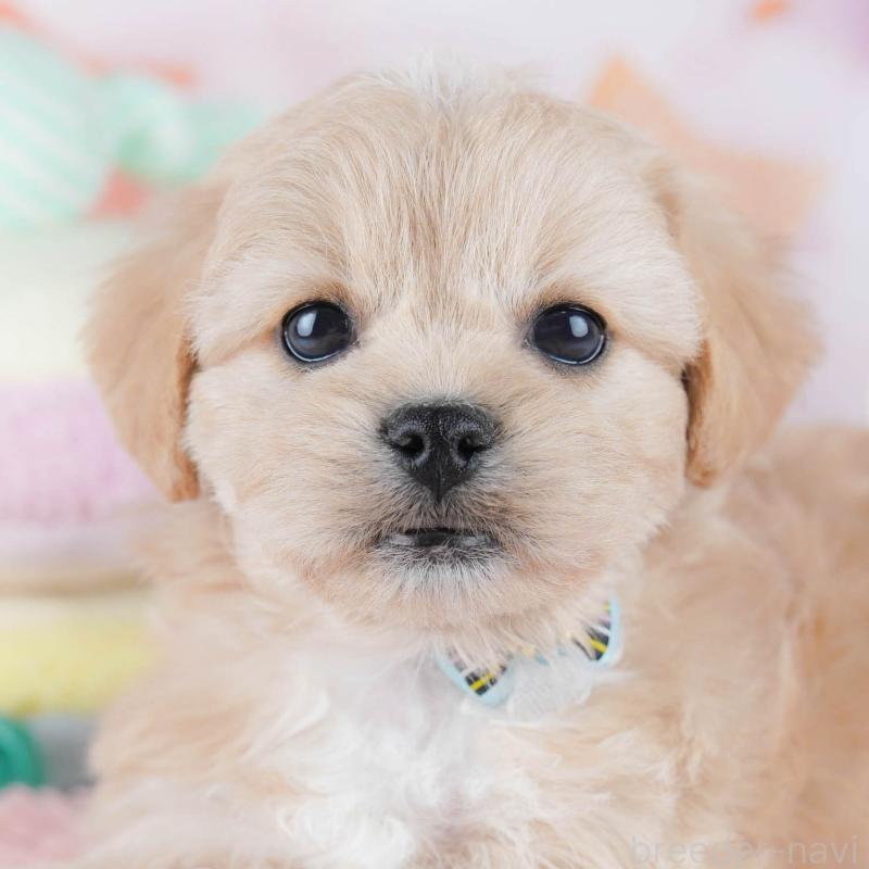 販売中の千葉県のミックス犬-431389の4枚目