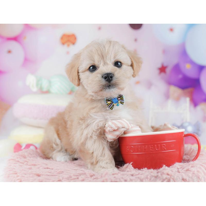 販売中の千葉県のミックス犬-431389の1枚目