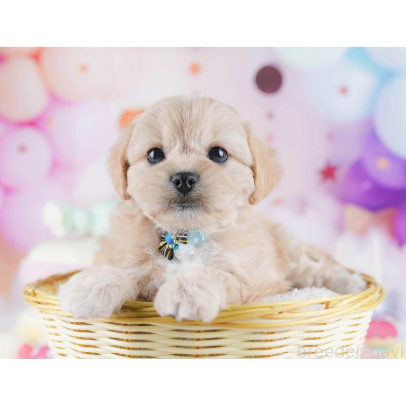 販売中の千葉県のミックス犬-431389の3枚目