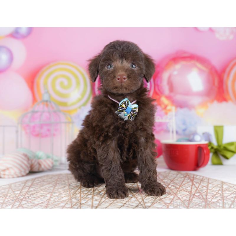 販売中の千葉県のトイプードル-431385の11枚目