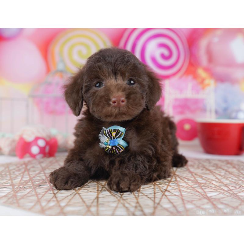 販売中の千葉県のトイプードル-431385の8枚目