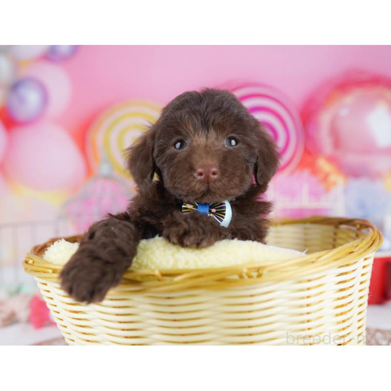 販売中の千葉県のトイプードル-431385の7枚目