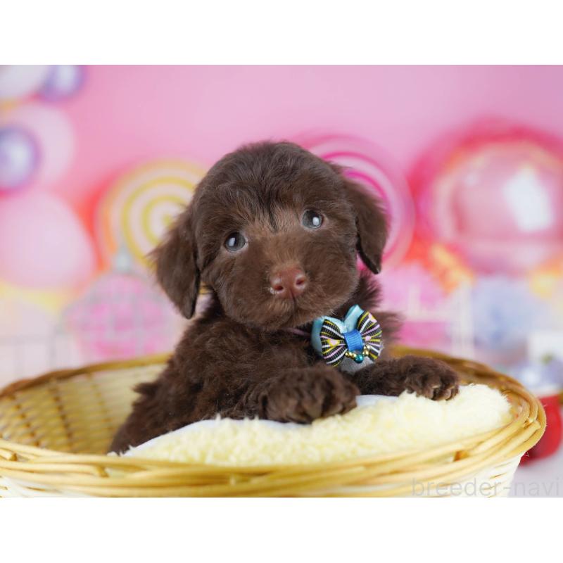 販売中ののトイプードル-431385