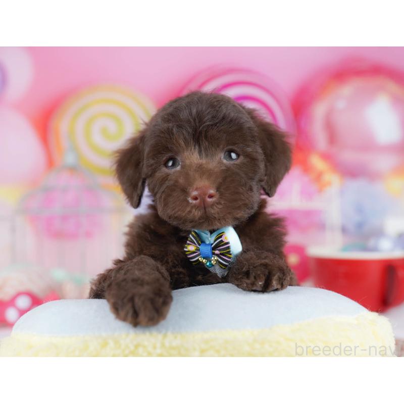 販売中の千葉県のトイプードル-431385の6枚目