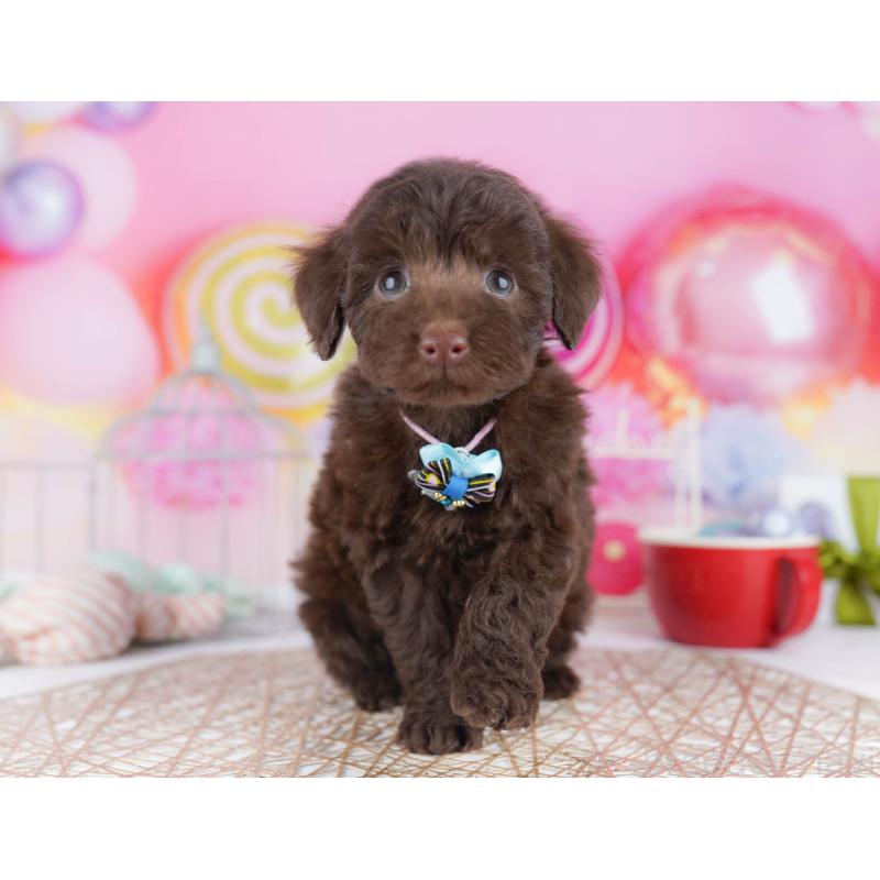 販売中の千葉県のトイプードル-431385の5枚目