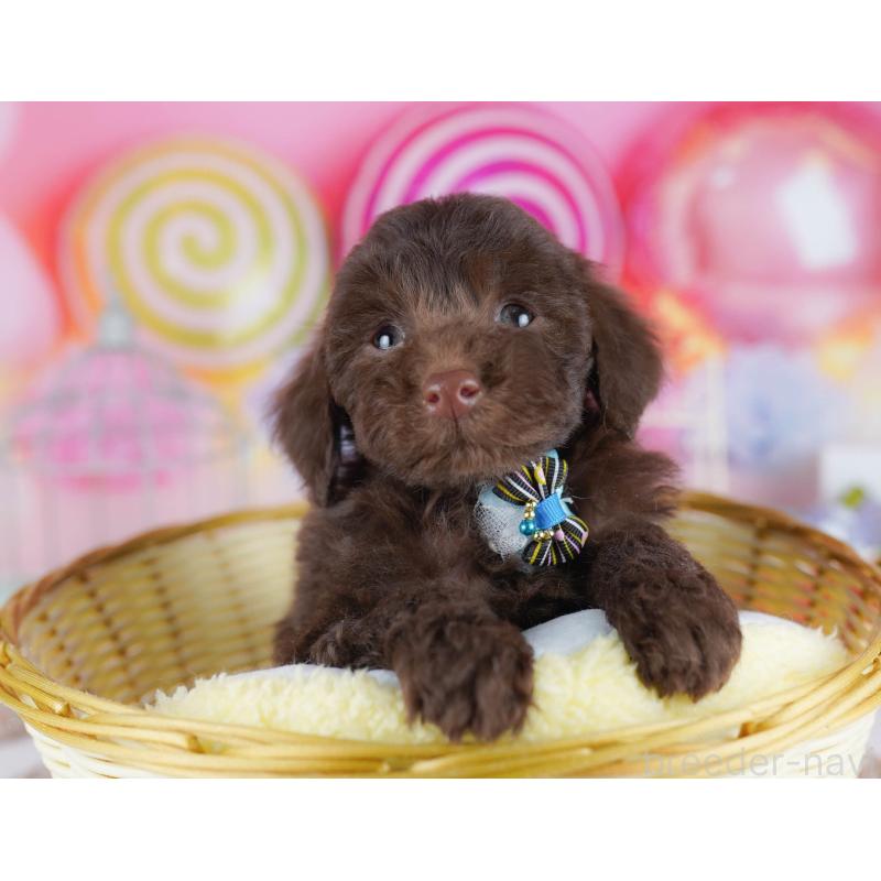 販売中の千葉県のトイプードル-431385の4枚目