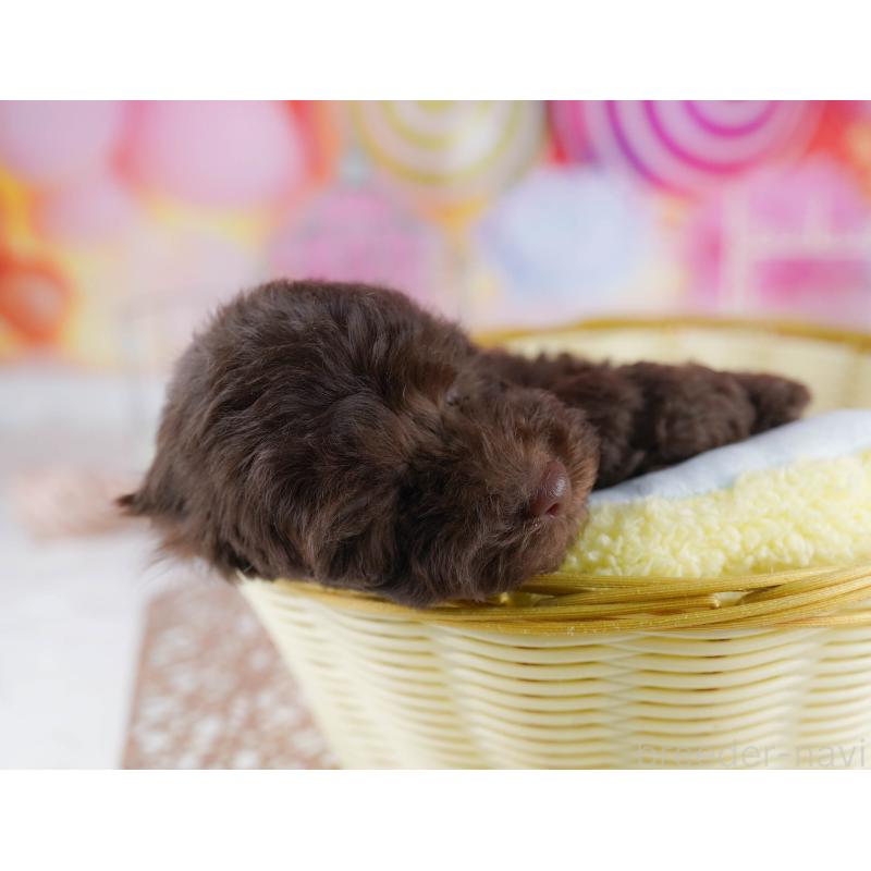 販売中の千葉県のトイプードル-431385の3枚目