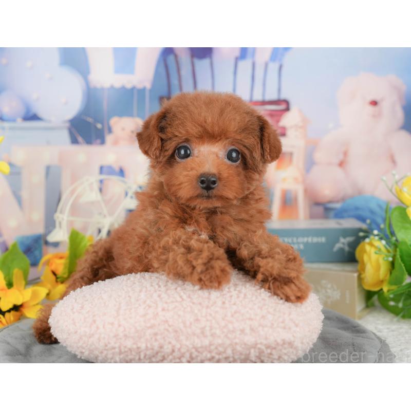 販売中ののトイプードル-431581