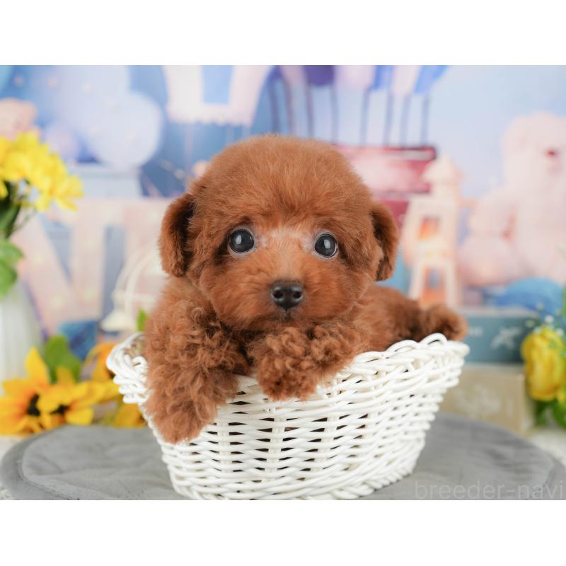 販売中の千葉県のトイプードル-431581の11枚目