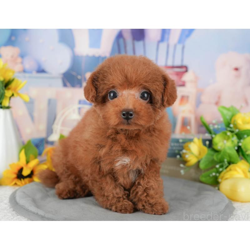 販売中の千葉県のトイプードル-431581の10枚目