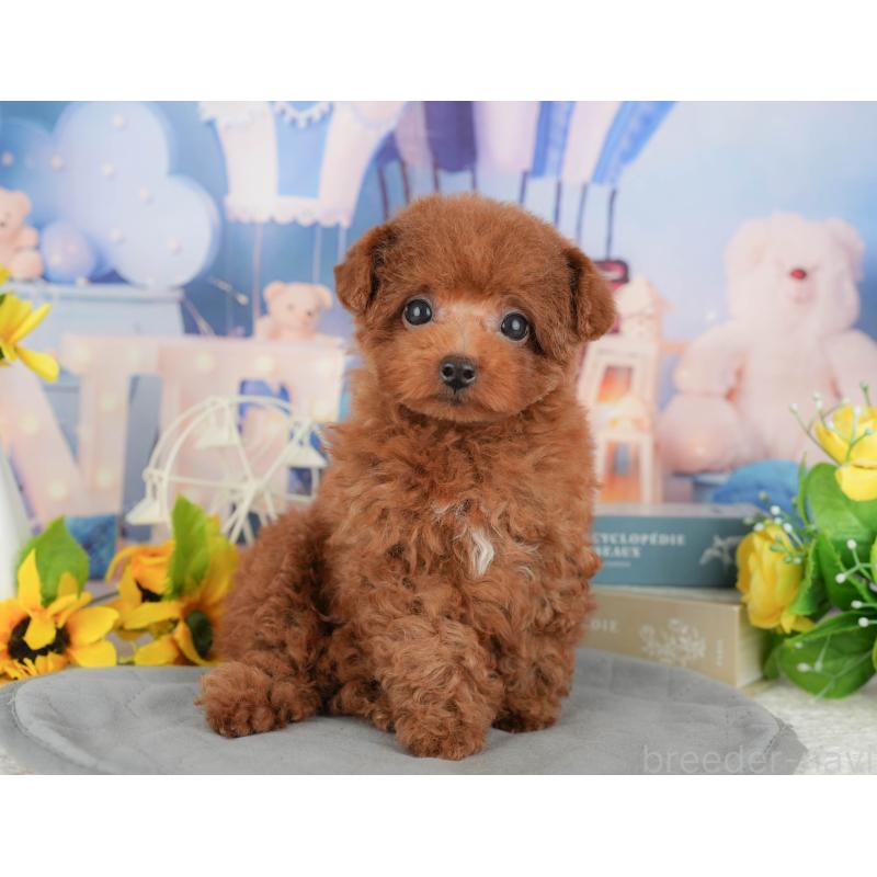 販売中の千葉県のトイプードル-431581の9枚目