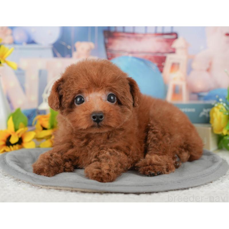 販売中の千葉県のトイプードル-431581の8枚目