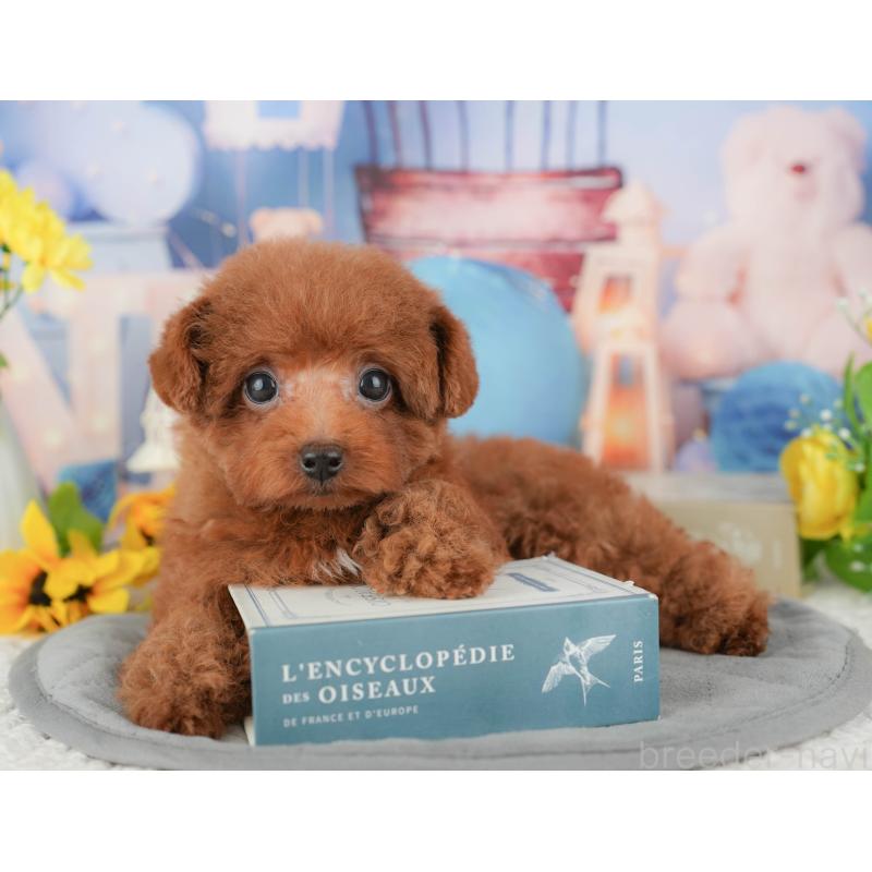 販売中の千葉県のトイプードル-431581の7枚目