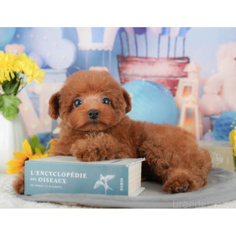 販売中の千葉県のトイプードル-431581の6枚目