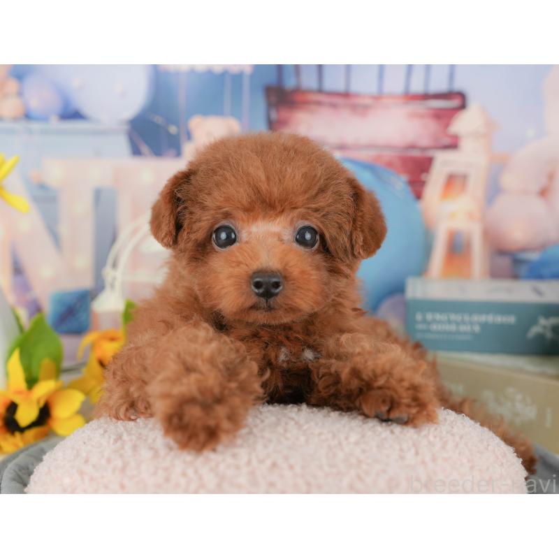 販売中の千葉県のトイプードル-431581の5枚目