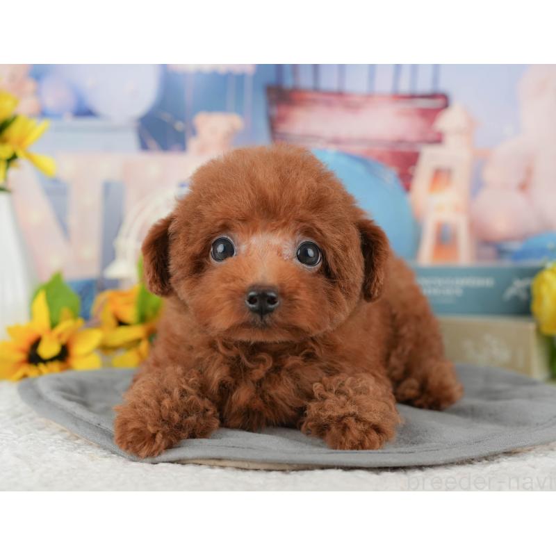 販売中の千葉県のトイプードル-431581の4枚目