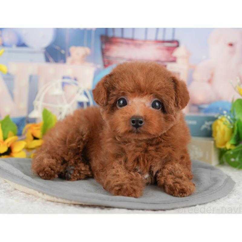 販売中の千葉県のトイプードル-431581の3枚目