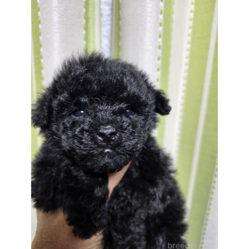 販売中の埼玉県のティーカッププードル-431345の7枚目