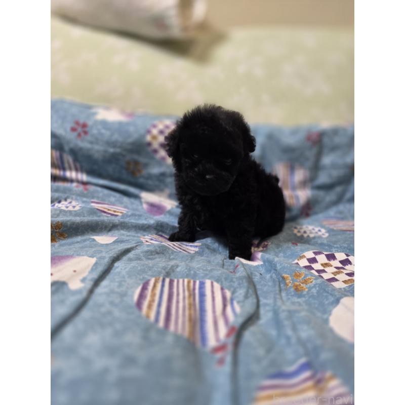 販売中の埼玉県のティーカッププードル-431345の6枚目