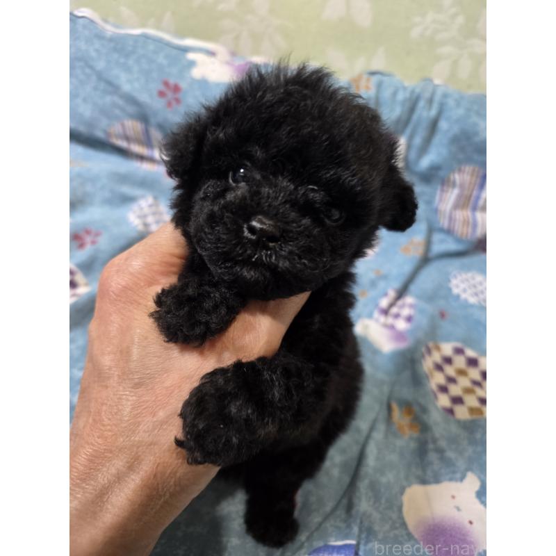 販売中の埼玉県のティーカッププードル-431345の5枚目