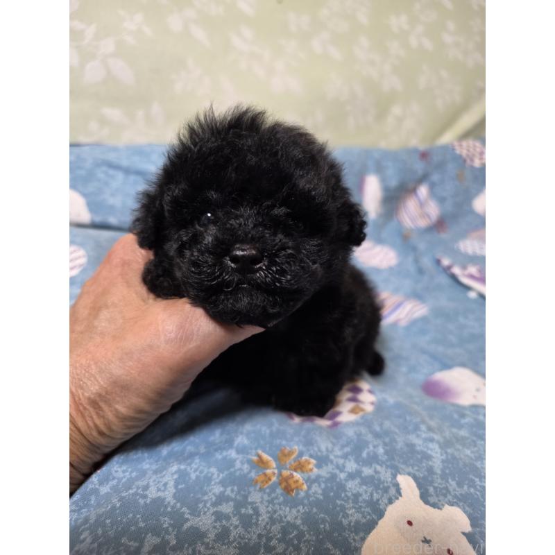 販売中の埼玉県のティーカッププードル-431345の4枚目