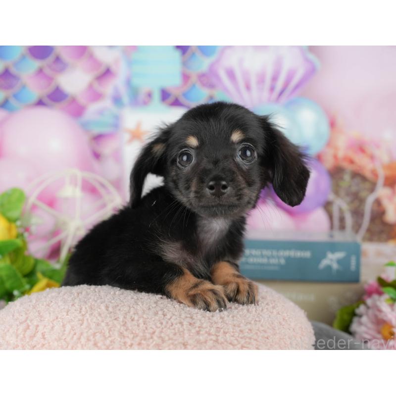 販売中の千葉県のチワックス:チワワ×ミニチュアダックスフンド-431582