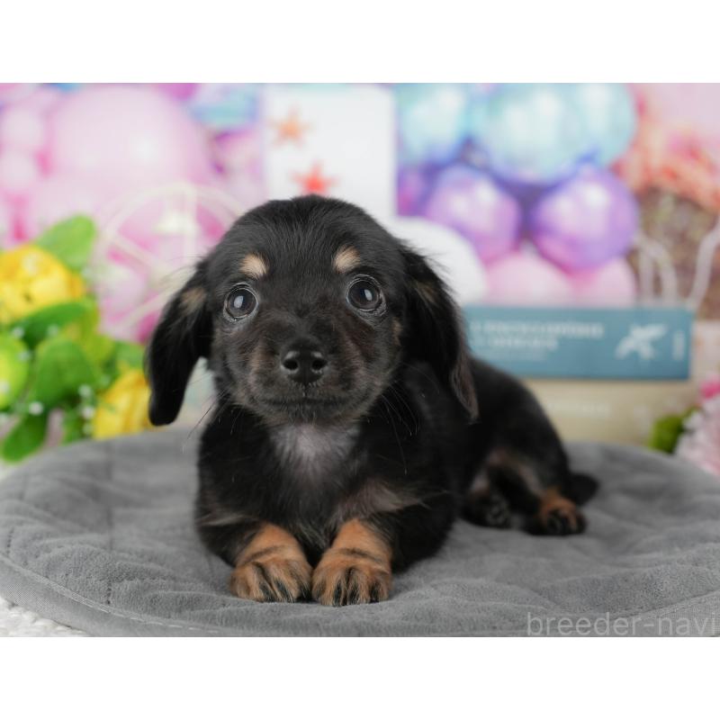 販売中の千葉県のチワックス:チワワ×ミニチュアダックスフンド-431582の11枚目