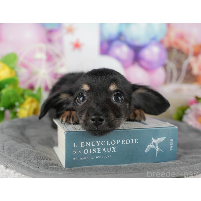 販売中の千葉県のチワックス:チワワ×ミニチュアダックスフンド-431582の10枚目