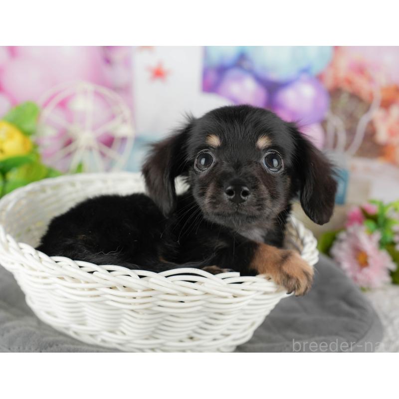 販売中の千葉県のチワックス:チワワ×ミニチュアダックスフンド-431582の9枚目