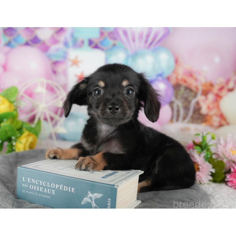 販売中の千葉県のチワックス:チワワ×ミニチュアダックスフンド-431582の8枚目