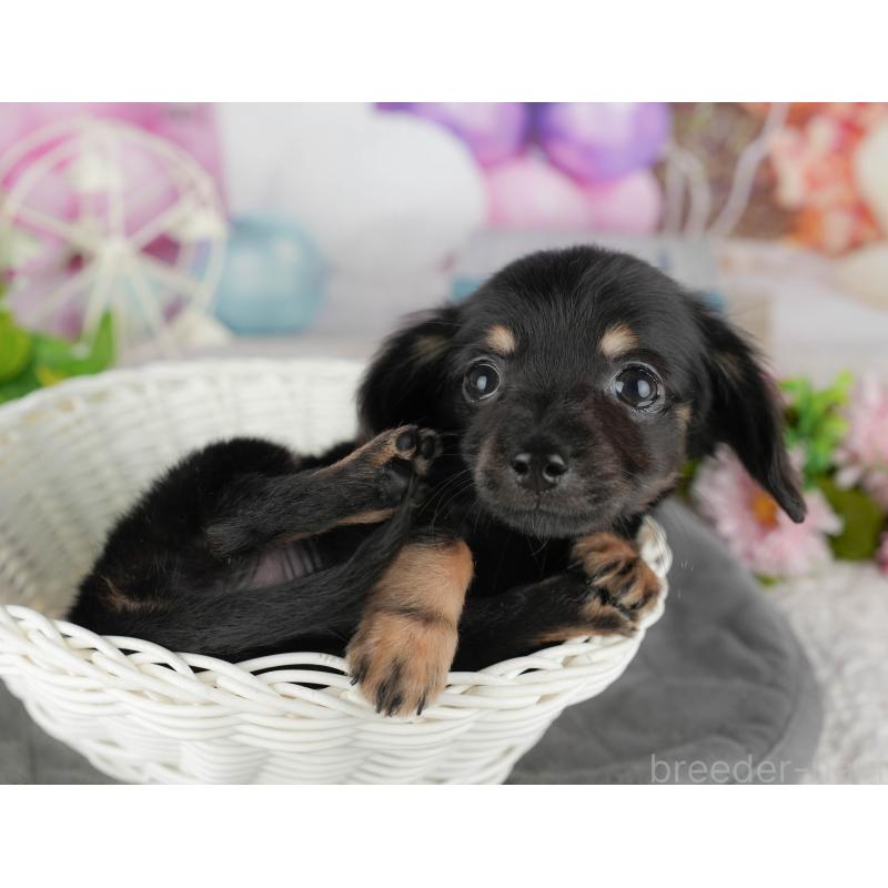 販売中の千葉県のチワックス:チワワ×ミニチュアダックスフンド-431582の7枚目