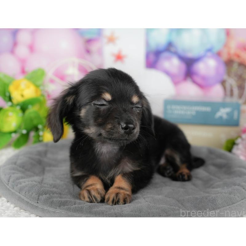 販売中の千葉県のチワックス:チワワ×ミニチュアダックスフンド-431582の6枚目