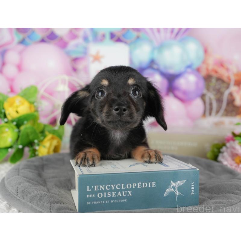 販売中の千葉県のチワックス:チワワ×ミニチュアダックスフンド-431582の5枚目