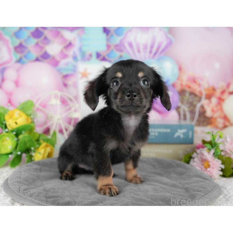 販売中の千葉県のチワックス:チワワ×ミニチュアダックスフンド-431582の4枚目