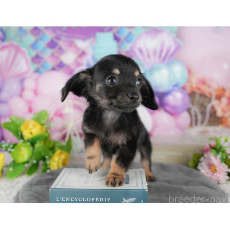 販売中の千葉県のチワックス:チワワ×ミニチュアダックスフンド-431582の3枚目