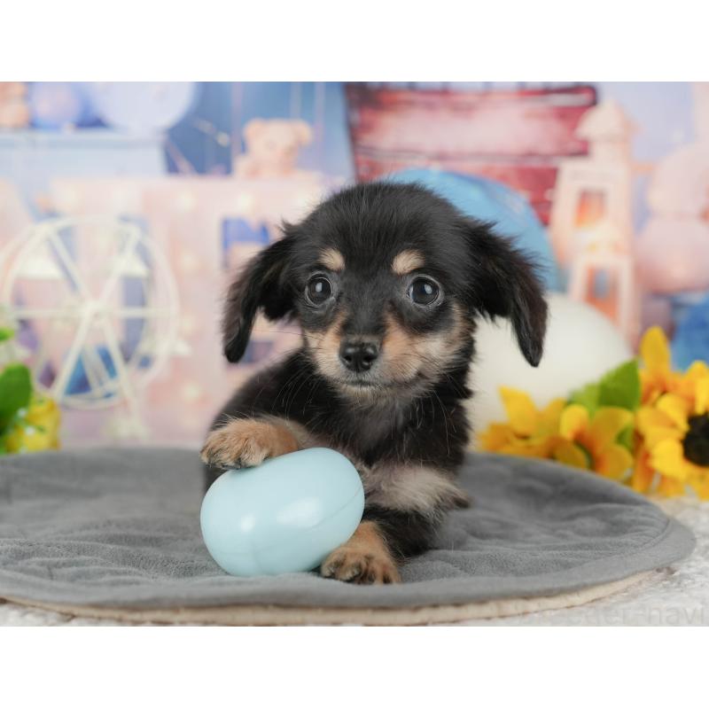 販売中の千葉県のチワックス:チワワ×ミニチュアダックスフンド-431585の1枚目