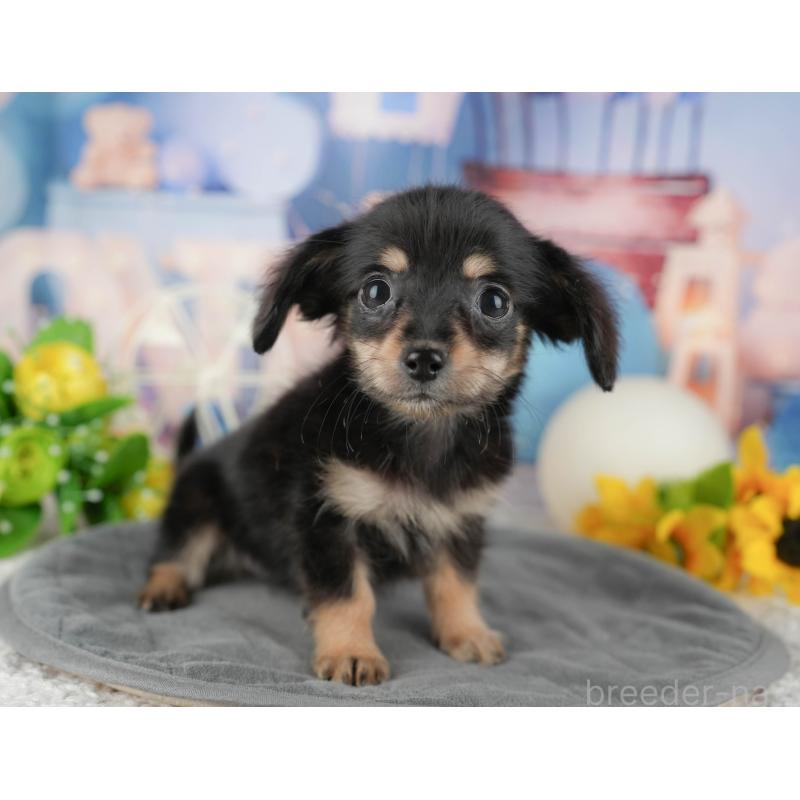 販売中の千葉県のチワックス:チワワ×ミニチュアダックスフンド-431585の11枚目