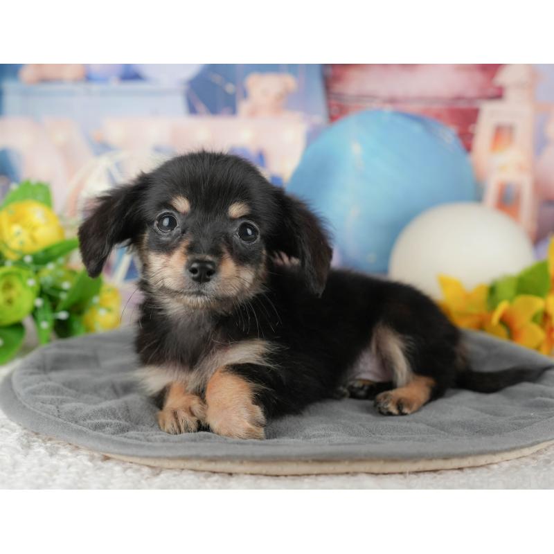 販売中の千葉県のチワックス:チワワ×ミニチュアダックスフンド-431585の10枚目