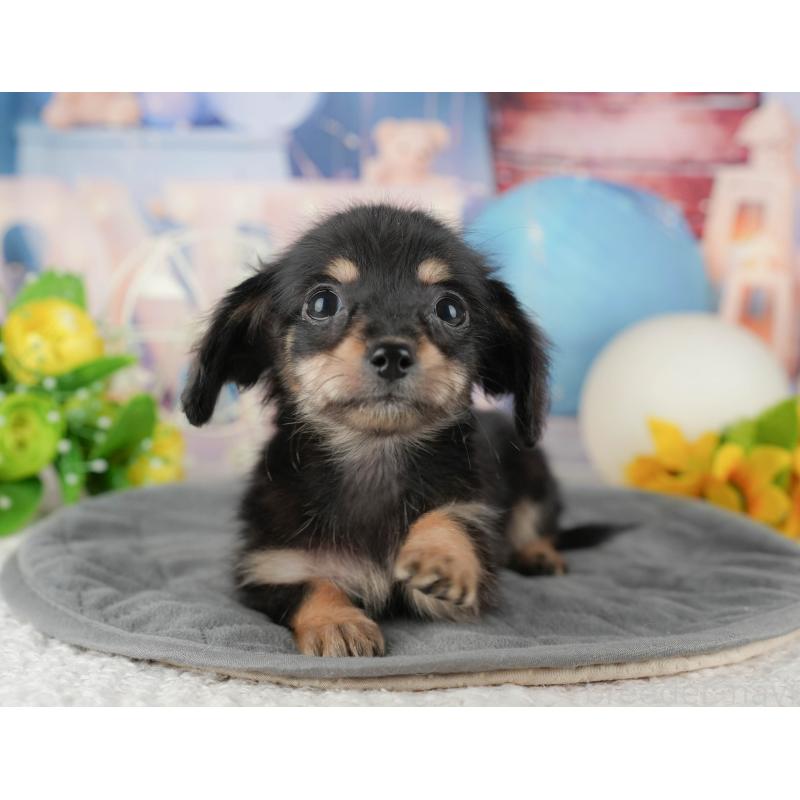 販売中の千葉県のチワックス:チワワ×ミニチュアダックスフンド-431585の9枚目