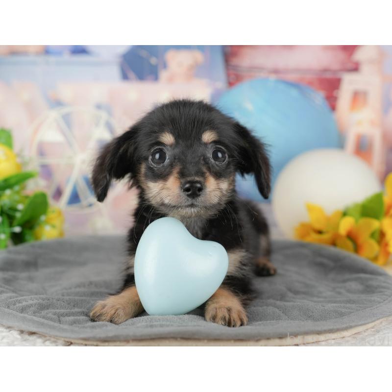 販売中の千葉県のチワックス:チワワ×ミニチュアダックスフンド-431585の7枚目