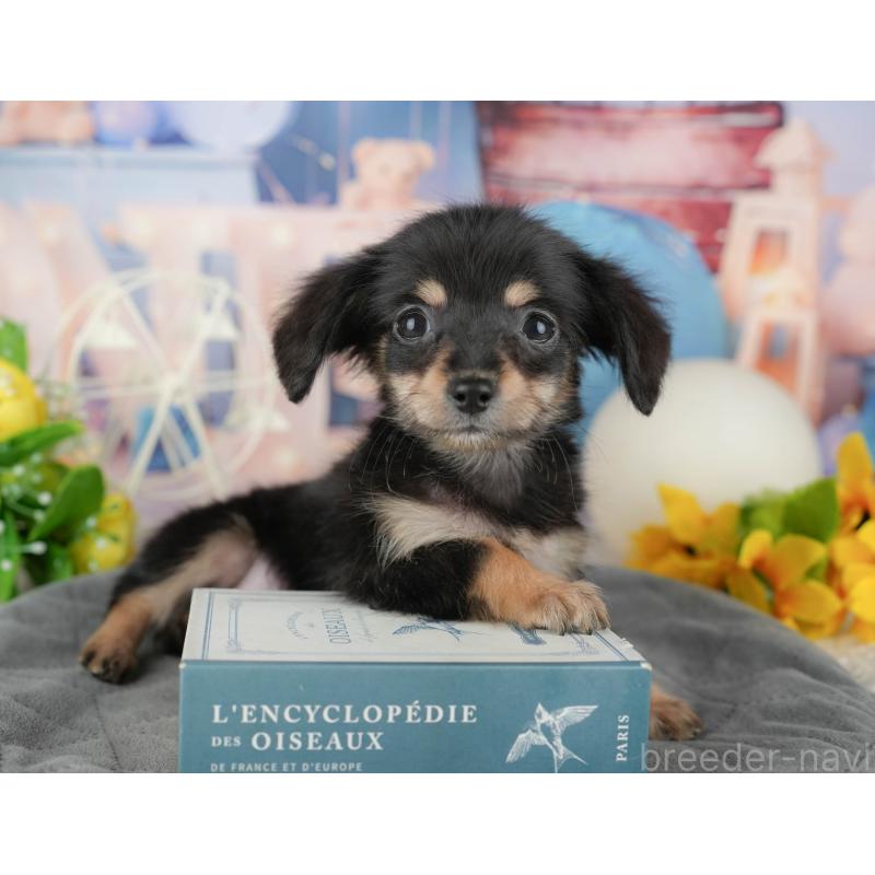 販売中の千葉県のチワックス:チワワ×ミニチュアダックスフンド-431585の6枚目