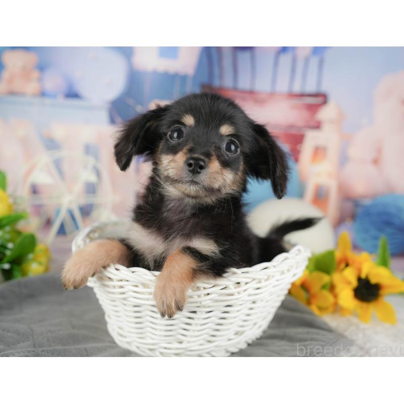 販売中の千葉県のチワックス:チワワ×ミニチュアダックスフンド-431585の5枚目